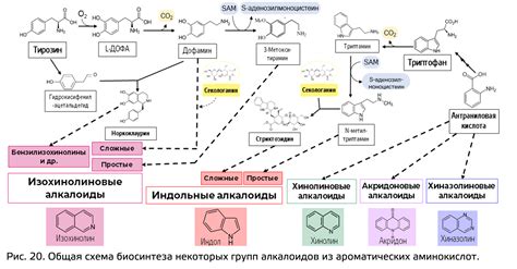 Вторичные метаболиты растений. Классификация вторичных метаболитов ...