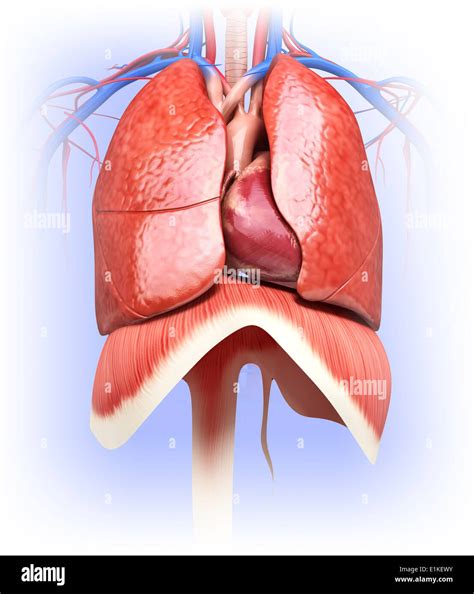 Circulatory heart lungs computer artwork hi-res stock photography and ...