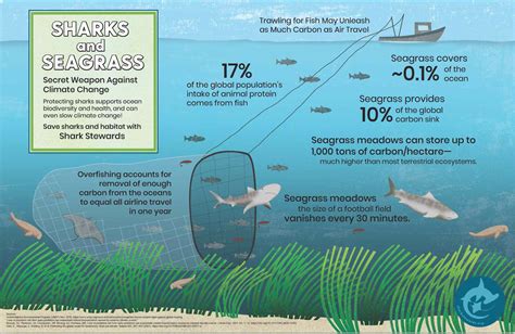 The Tigers of the Sea – Shark Stewards