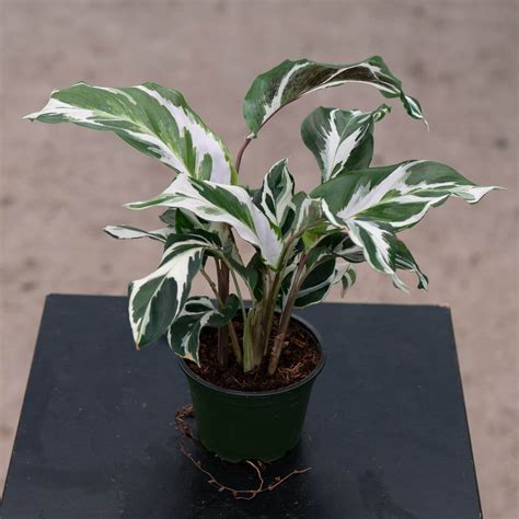 Calathea 'Stella' - Gabriella Plants