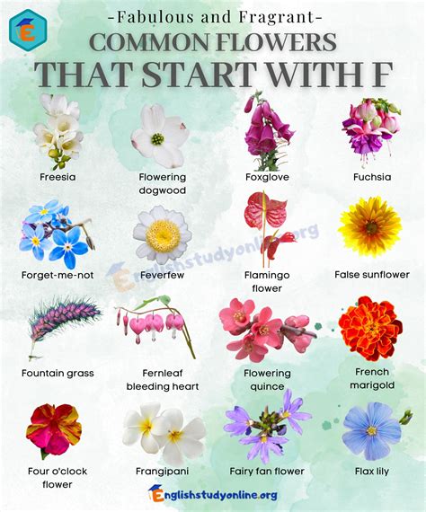 Flowers That Start With Ma at William Woodard blog