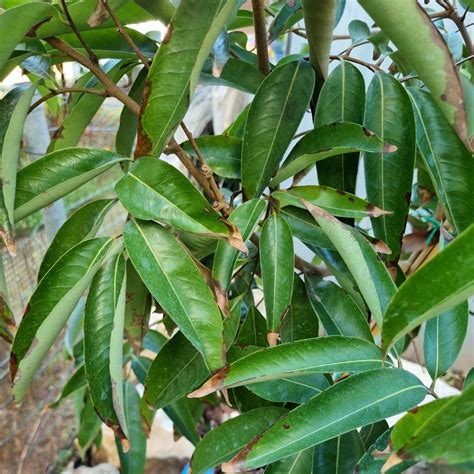 Image result for Lychee Tree Problems