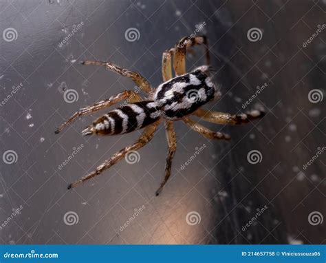 Small Jumping Spider of the Genus Psecas Stock Photo - Image of chelicerata, invertebrate: 214657758