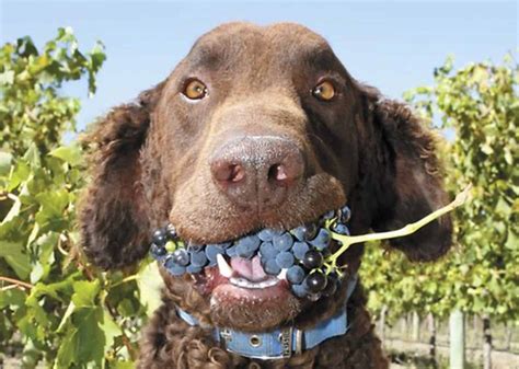 Can Dogs Eat Grapes? - Risks, Symptoms & Treatment