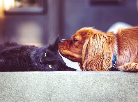 Are dogs smarter than cats? Science finally has an answer! - IBTimes India