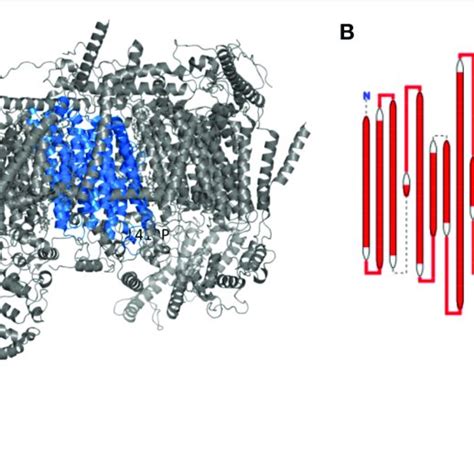 Image result for Protein Complex Function