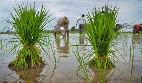 How Haryana is conserving groundwater- The Week