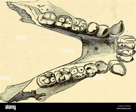 Image result for Dryopithecus