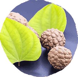 VARAASA- Nirujam Joint Care - The Ayurveda Experience India