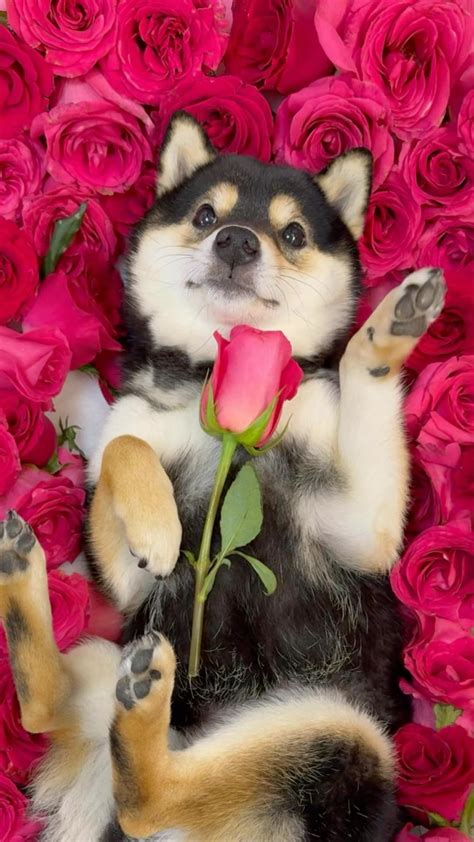 是曼玉不是鳗鱼 | 鲜花SPA DAY🌹
#littlemanyu #dogsofinstagram #cute #asmr #shibainu #shiba | Instagram