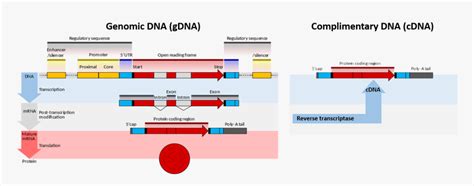 Coding region Function 的图像结果