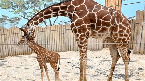 Brookfield Zoo Has More Big News to Celebrate: A Record-Setting $40M ...