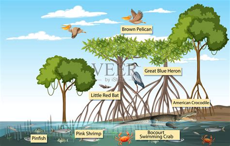 红树林场景和动物与标签名称插画图片素材_ID:407052748-Veer图库