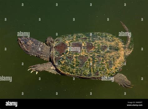 Image result for Snapping Turtle Eating