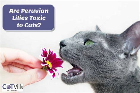 Are Peruvian Lilies Toxic to Cats? How About True Lilies?