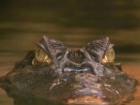 Alien Crocs Eating People 的图像结果