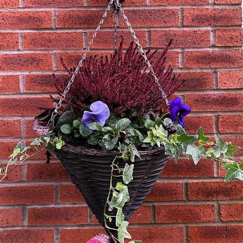 14 Best Plants for Winter Hanging Baskets (Growing Tips)