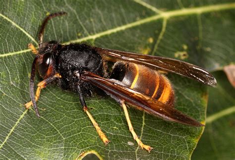 Experts call for calm after hornet death in northern Spain causes panic ...