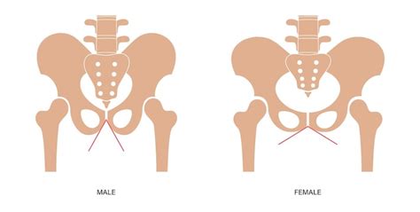 Page 16 | Femur anatomy Images - Free Download on Freepik