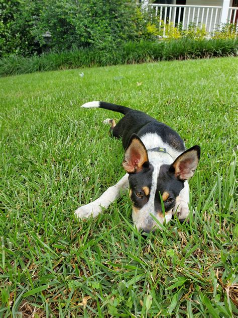 Mountain Feist Dog Breed Pictures, Characteristics, & Facts