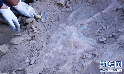 内蒙古发现一处新的恐龙化石 初判为禽龙类化石凤凰网陕西_凤凰网