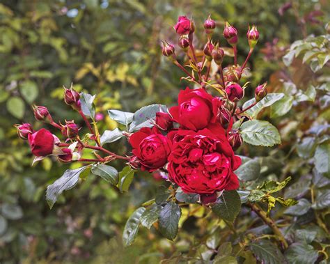 Fastest Climbing Roses 的图像结果