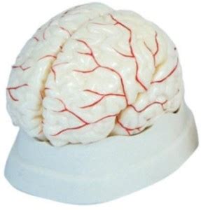 XINCHENG HUMAN BRAIN WITH ARTERIES MODEL Anatomical Body Model Price in ...