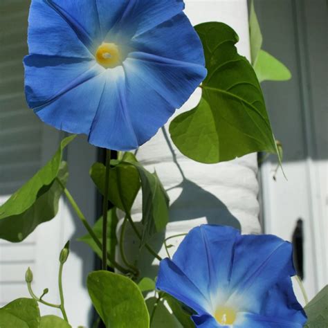 Flower Morning Glory Morning Glory
