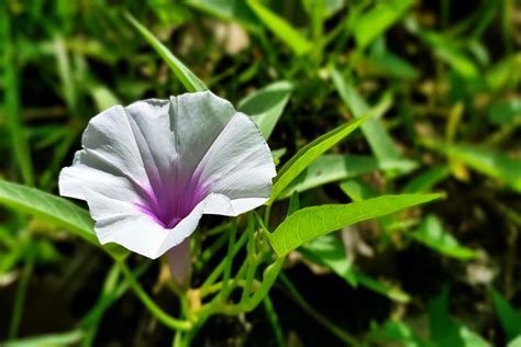 Water spinach: growing, harvesting & benefits - Plantura
