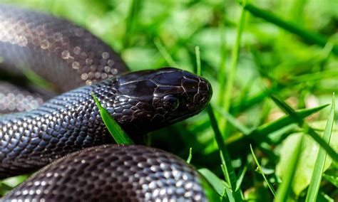 Mexican Black Kingsnake Animal Pictures | A-Z Animals