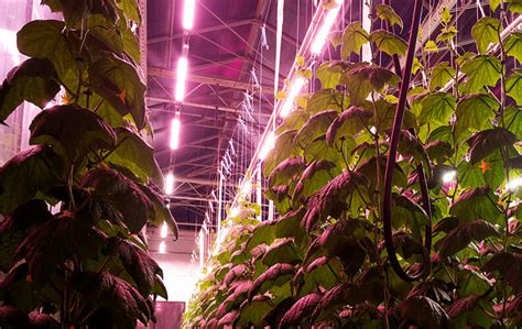 Fluence VYPR 3P LED Toplight – Growhaus USA