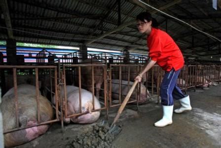 世界八大名猪之一：重庆荣昌猪，至今已有400多年历史_猪肉_什么值得买