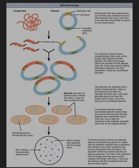Image result for Genetic Engineering Process Diagram