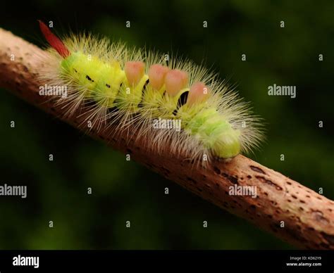 Pale Tussock Moth Caterpillar Stock Photo - Alamy