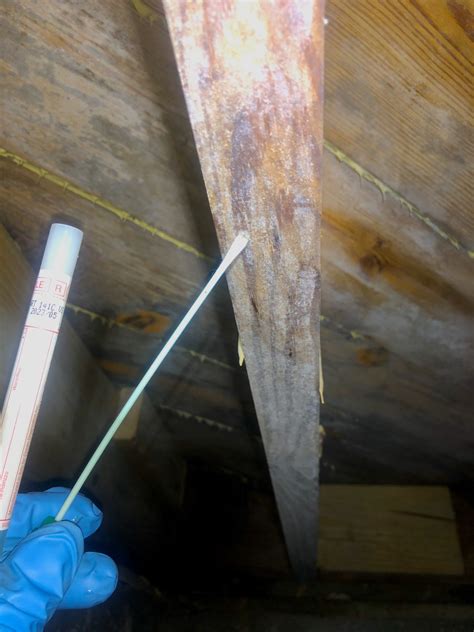 Image result for Mold Testing Flare