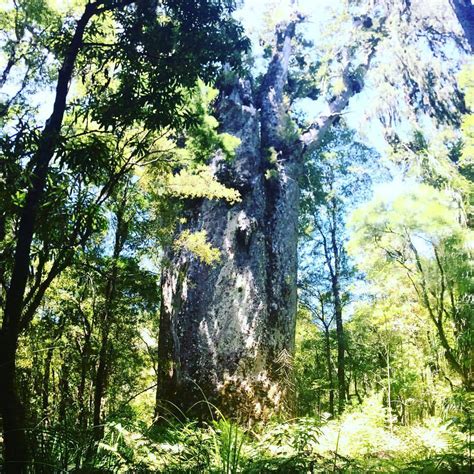 Image result for Biggest Kauri Tree