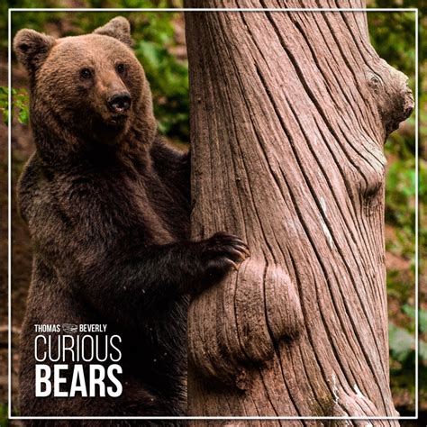 Sound Of Bear