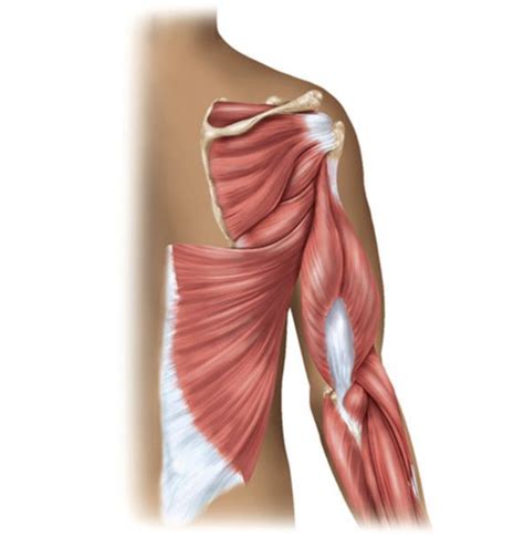 Scapular Muscle 的图像结果