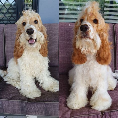 A before and after of my groom. We love going to @ashsanimalgrooming ...