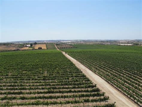 Lovely tasting - Reviews, Photos - Terre di Noto - Vigneti e Cantine ...