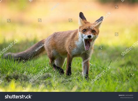 846 Fox open mouth Images, Stock Photos & Vectors | Shutterstock