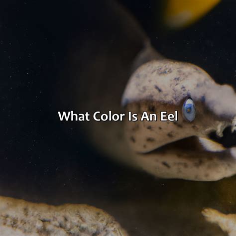 What Color Is Dusk - colorscombo.com