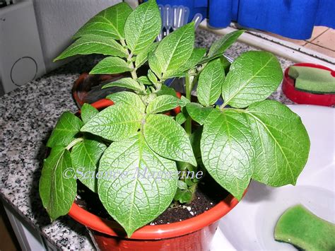 Image result for Vegetative Reproduction Potato