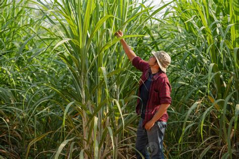 Caña de azúcar cultivador comprobación Caña de azúcar hoja en el ...