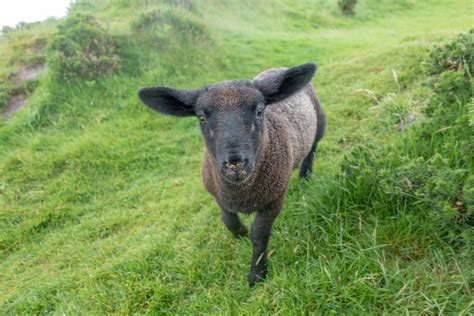 Ireland-6 Irish Animals – David's Travels