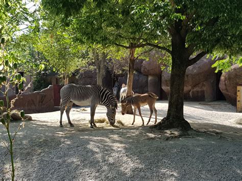 Zoo Train To My 的图像结果