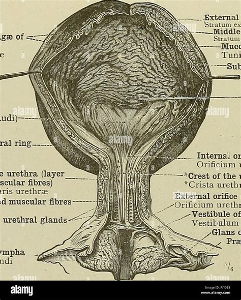 Urethral orifice hi-res stock photography and images - Alamy