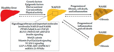 What Is Nafld Nash at Pam Kirkland blog