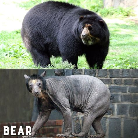 Three Bald Bears Puzzle Experts: The Mysterious Case of Fur Loss in ...