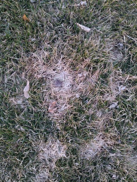 Essential Fall Lawn Tips & Winter Guide | Stewart's Lawn